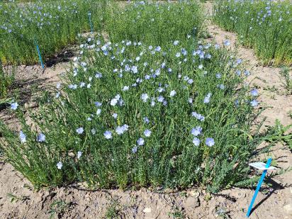 Click for 1 image(s) for this accession.